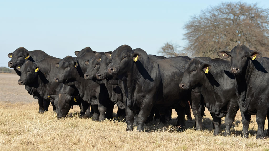 Angus: identificando a los toros que mejor convierten