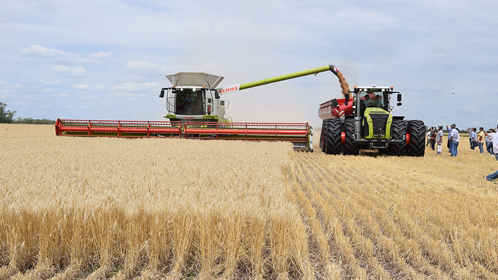 El impacto de la sequía en la campaña agrícola: en la región núcleo se perderían 130.000 hectáreas de trigo