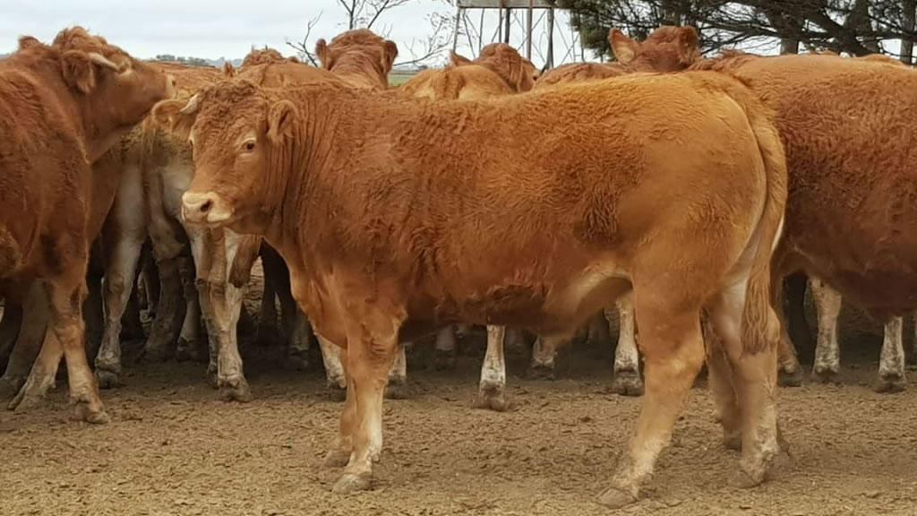 Los Limousin se miden en el feddlot