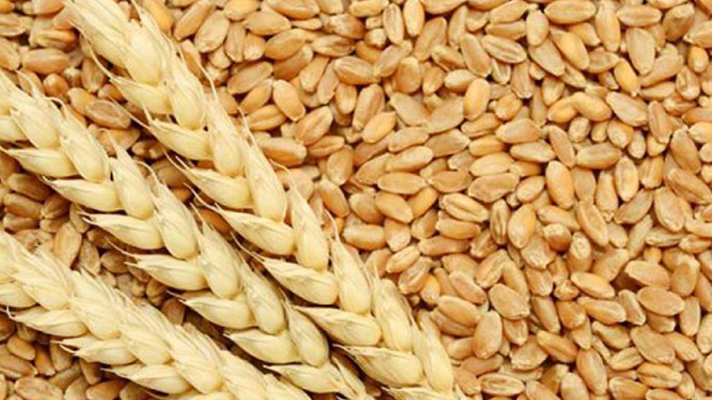 El fuerte ingreso de la cosecha no detiene la escalada en los precios del trigo