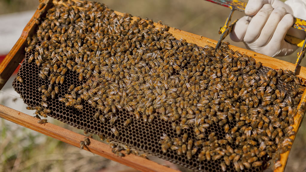 Semana de la miel: el Gobierno pampeano continúa acompañando al sector apícola.