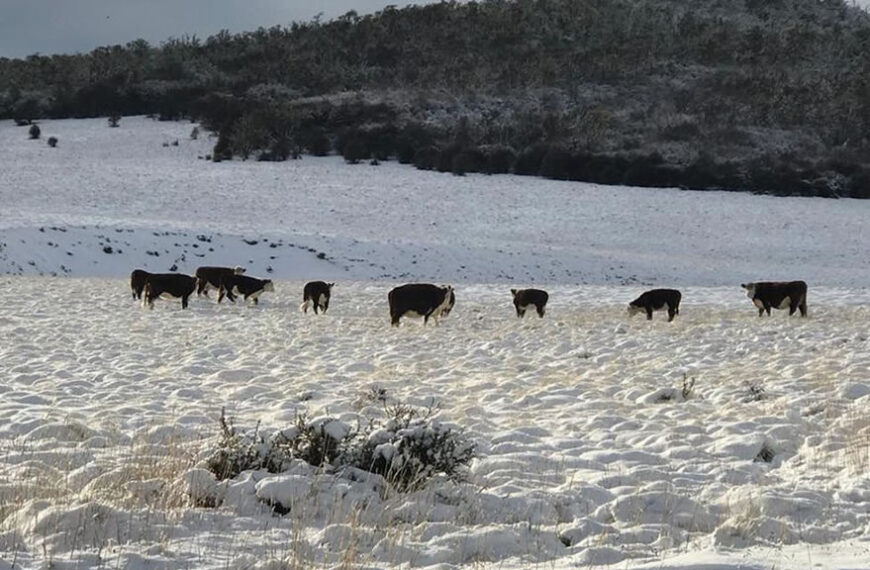 Alerta por el temporal de nieve en la Patagonia: se mueren animales y hay productores aislados