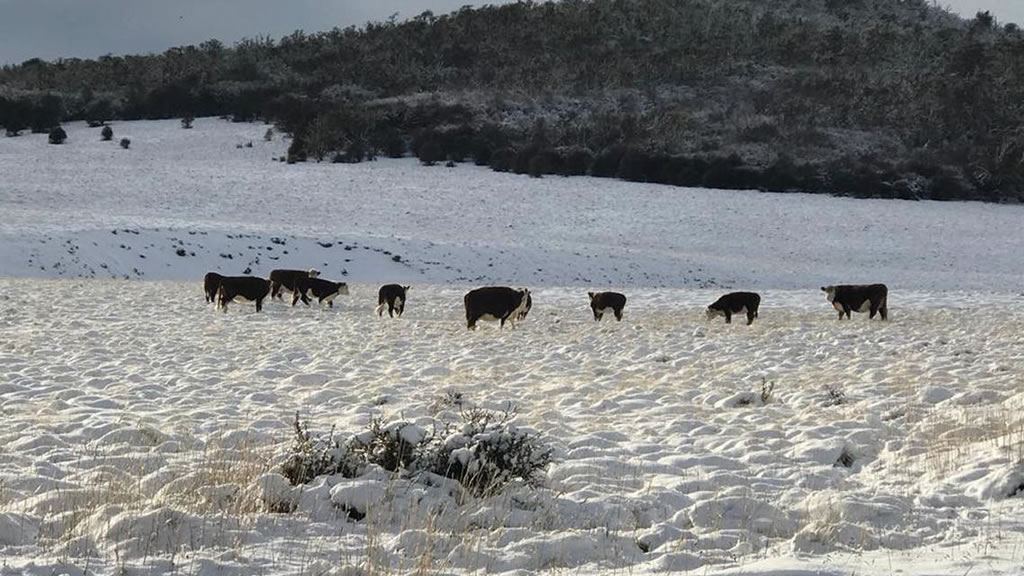 Alerta por el temporal de nieve en la Patagonia: se mueren animales y hay productores aislados