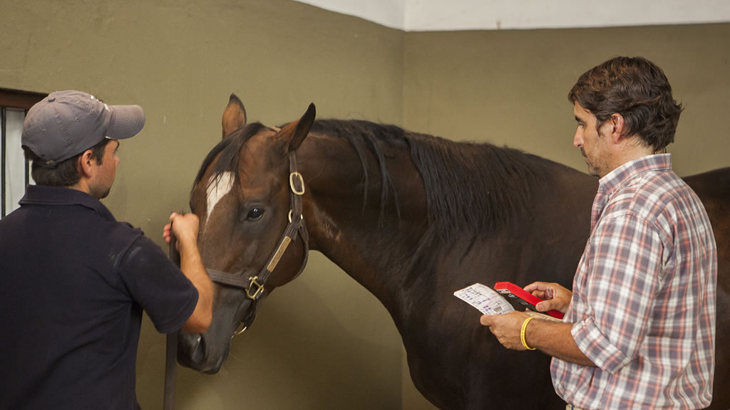 Medidas para evitar la dispersión de anemia infecciosa equina en Santa Fe