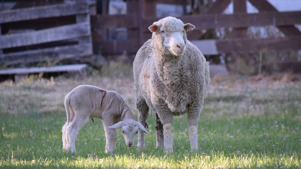 Nacieron los primeros corderos de embriones producidos in vitro