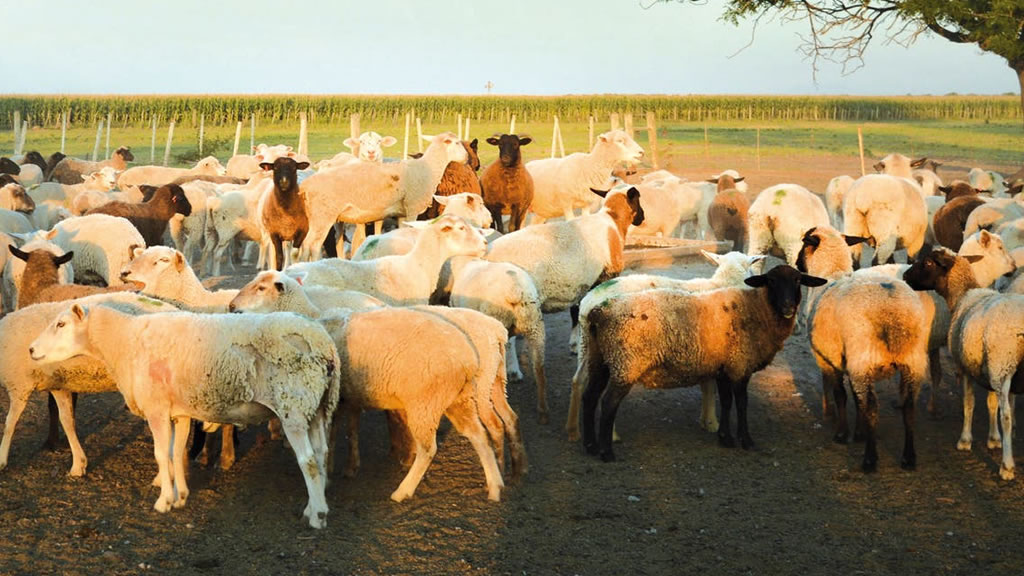 Carne ovina: el modelo que nace en el campo y quiere conquistar al consumidor