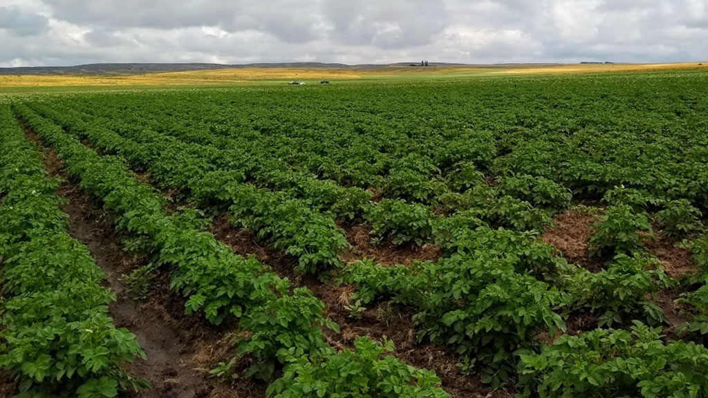 Vigilancia y control de lotes de papa semilla en la provincia de San Luis