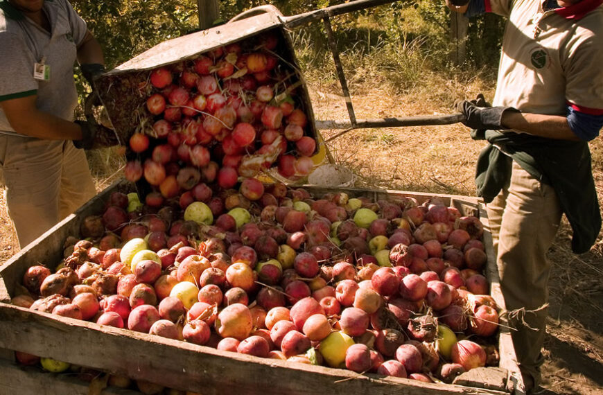 UATRE anunció un aumento salarial del 51,5% para la cosecha de fruta fresca