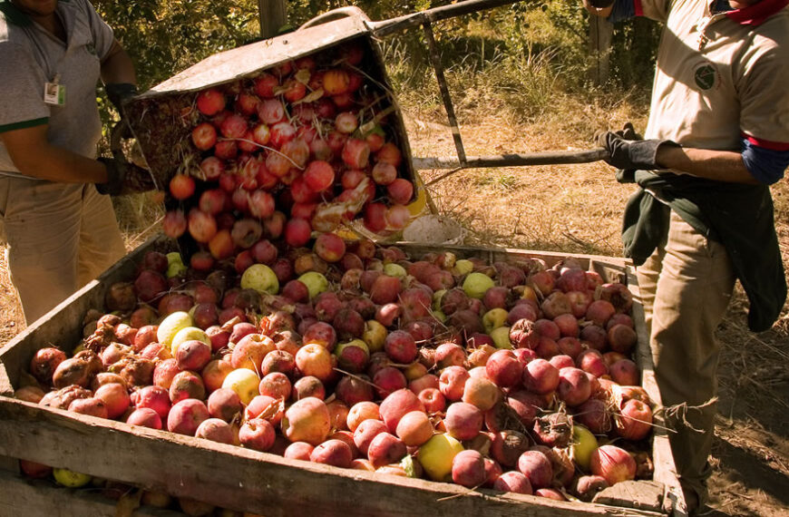 UATRE anunció un aumento salarial del 51,5% para la cosecha de fruta fresca