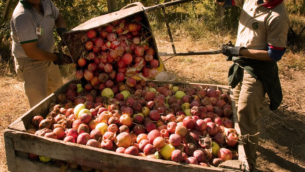 UATRE anunció un aumento salarial del 51,5% para la cosecha de fruta fresca
