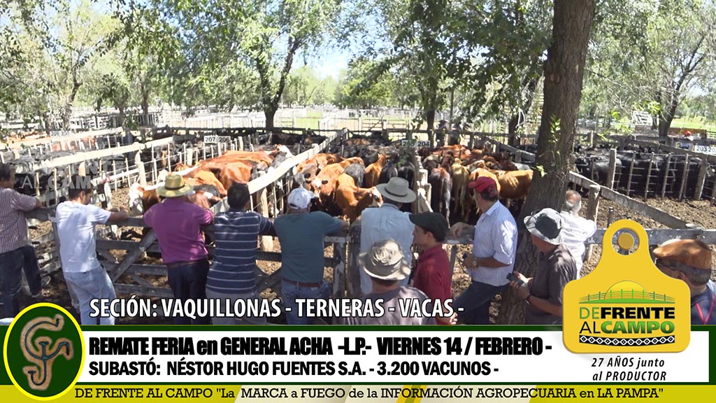 General Acha: Remate de Vaquillonas – Terneras – Vacas – Viernes/14/Febrero-