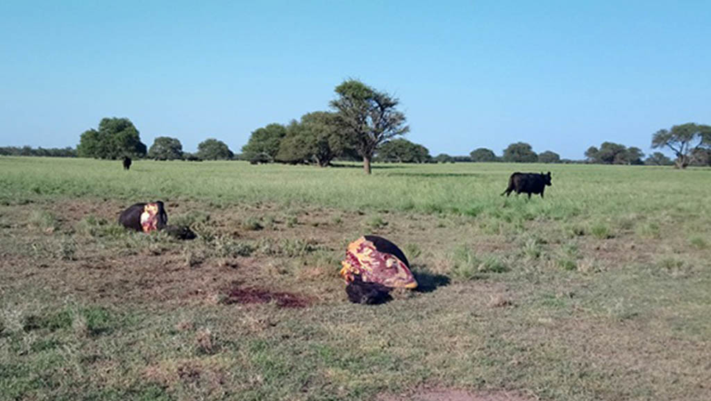 Estancia Los Robles: Abigeato en La Gloria