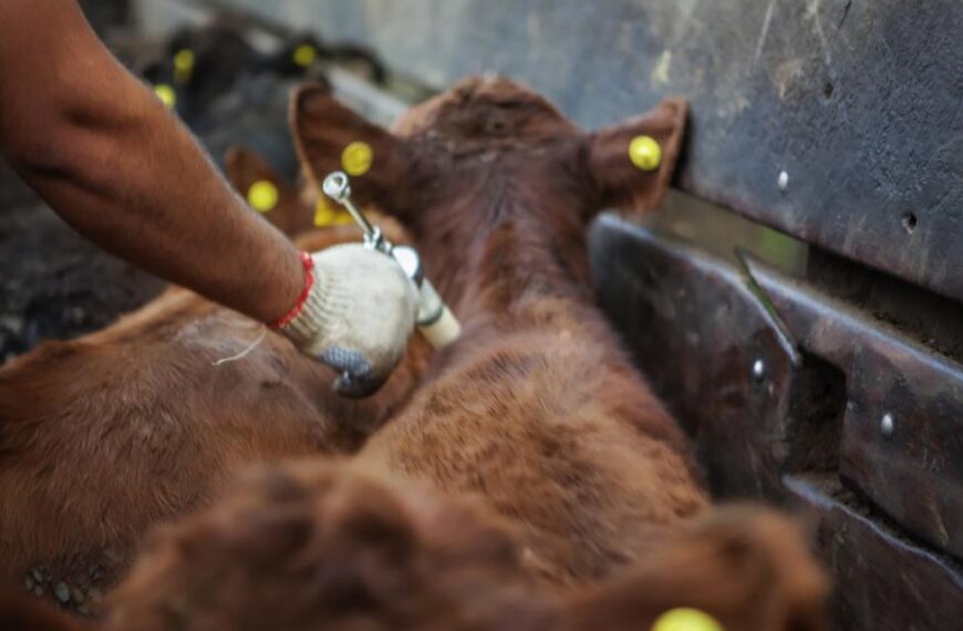 Argentina comienza a exportar la primera vacuna recombinante contra la diarrea viral bovina