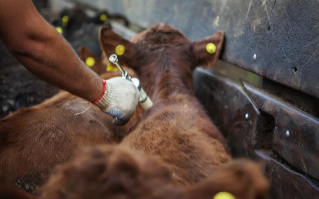 Argentina comienza a exportar la primera vacuna recombinante contra la diarrea viral bovina