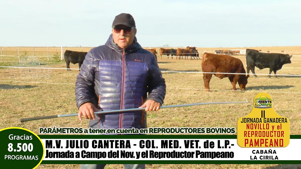 Veterinarios: Julio Cantera nos explica como revisar un reproductor bovino