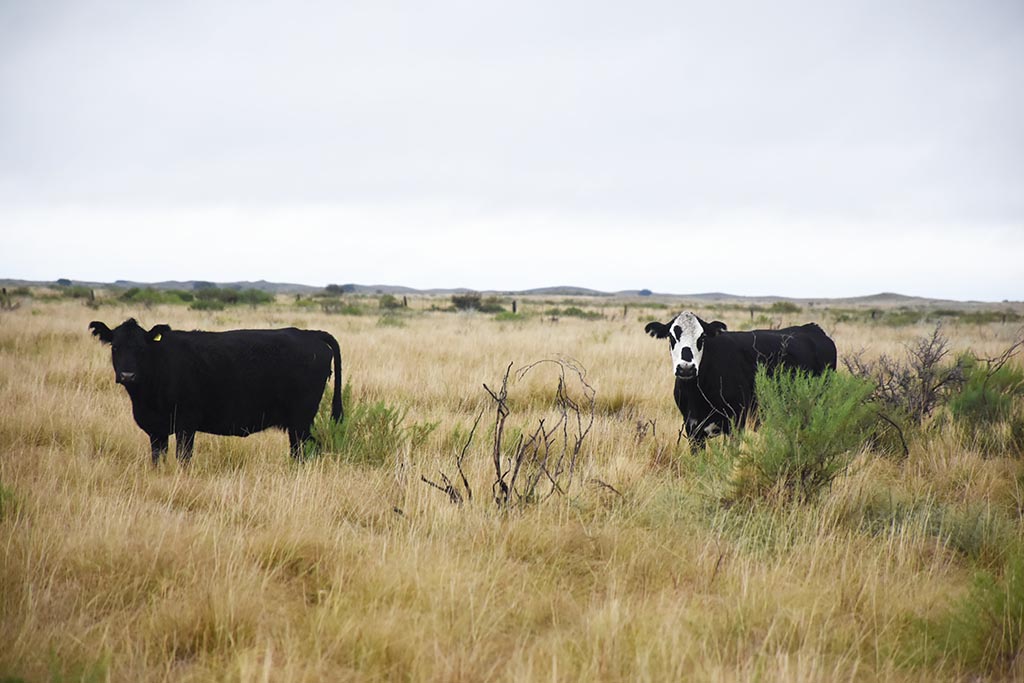 Detectan caso de vaca loca en un bovino de Suiza