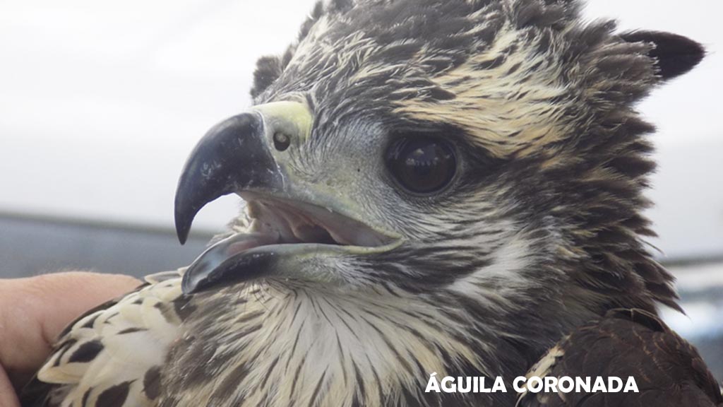 Águila Coronada: Monitorean en la zona de Jaguel del Monte