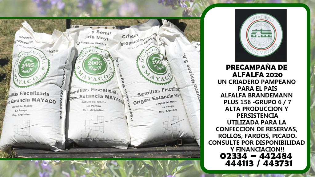 Alfalfa: Criadero pampeano «Mayaco» se distingue por su genética agrícola