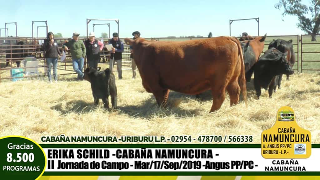 Jornada de campo del Novillo y el Reproductor pampeano en la Cabaña Namuncura – Uriburu – La Pampa