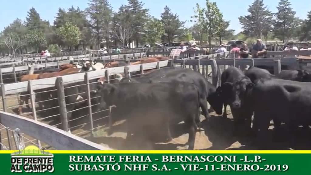 Remate Feria de Néstor Hugo Fuentes en Bernasconi – La Pampa