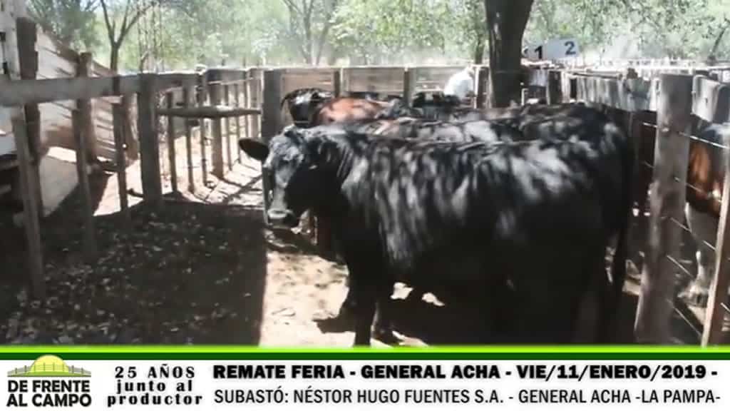Remate Feria de Néstor Hugo Fuentes en General Acha – La Pampa