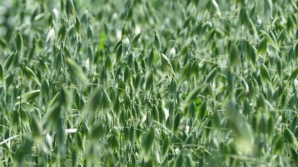 Paloma, la nueva avena forrajera creada por el Inta