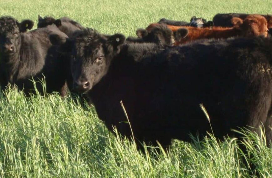 Por la fuga del asado a China, subirían las retenciones a la carne