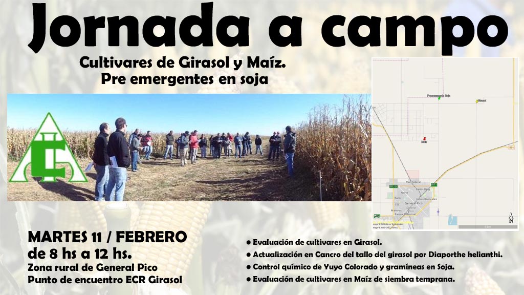Maíz y Girasol: Jornadas a campo del CIALP en General Pico