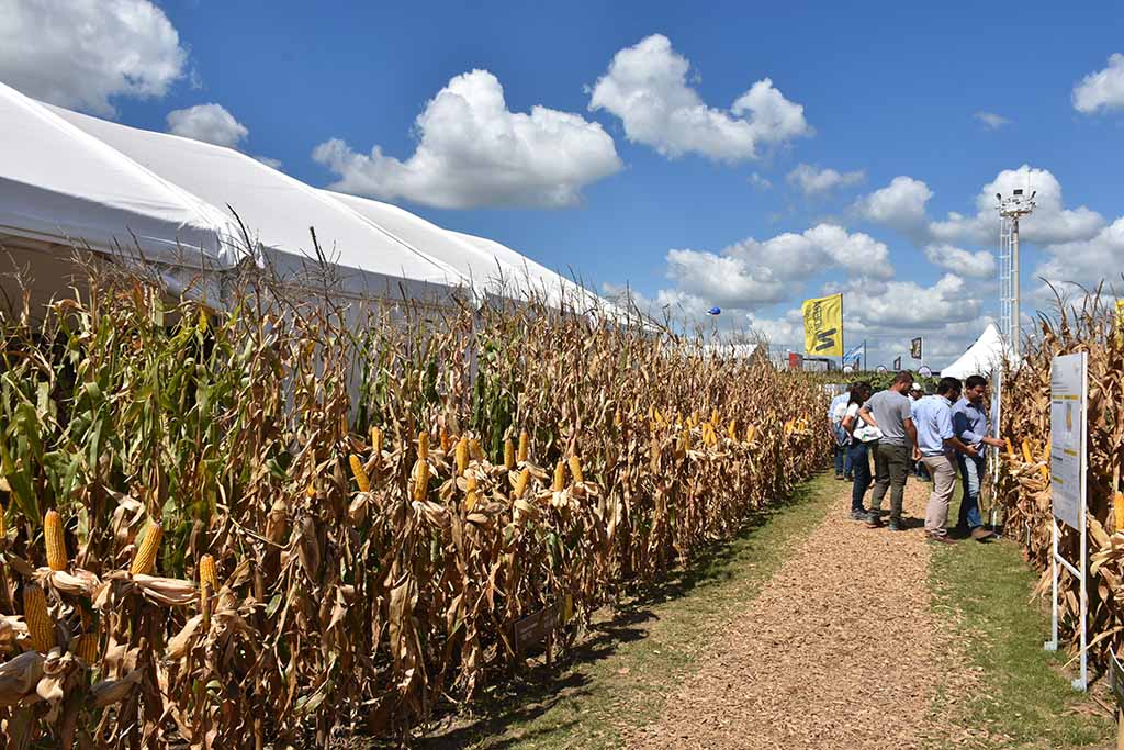 Expoagro 2020: Récord de plots de cultivos