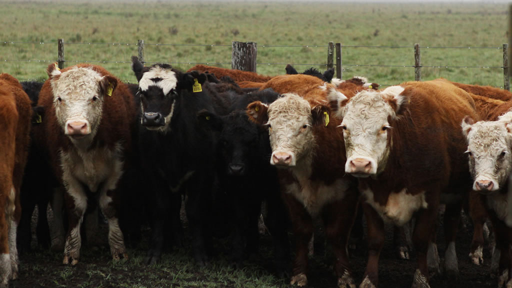 La ganadería bovina es la segunda generadora de empleo agroindustrial argentino