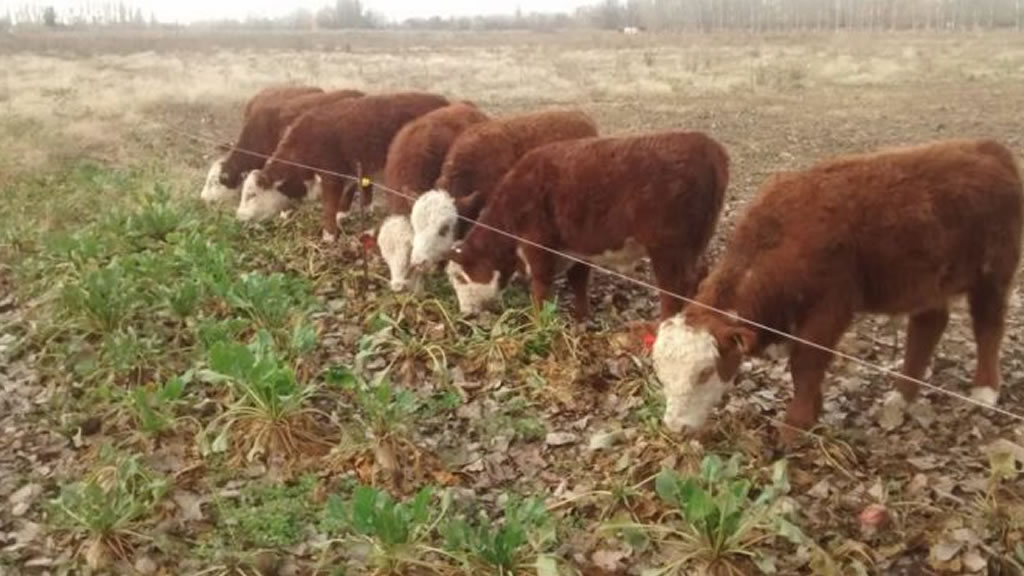 Una dieta hortícola para rumiantes: El INTA ensaya en Río Negro la terminación de novillos con remolacha