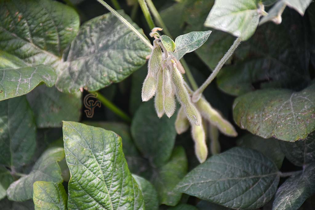 Crean una billetera digital para productores del agro que permitirá pagar con canje de granos online