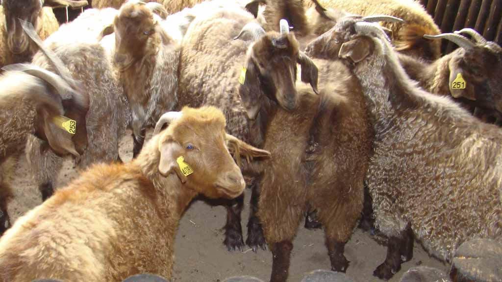 Extensión: La Facultad de Ciencias Veterinarias de Pico lanza convocatoria para proyectos