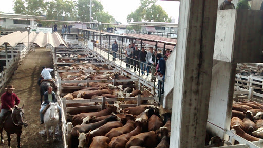 En la previa del paro, el valor de la hacienda aumentó un 10,32% en el Mercado de Liniers