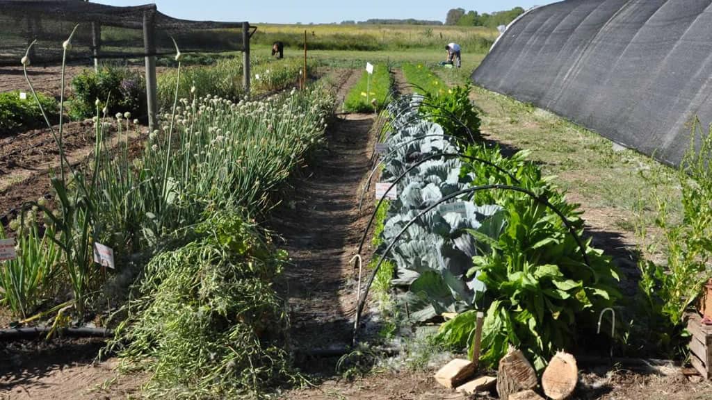 Huerta en Otoño, algunos consejos para una mejor planificación