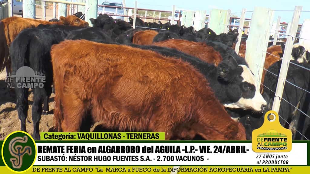 Algarrobo del Aguila: Remate Feria de Néstor Hugo Fuentes S.A. – Viernes 24 / Abril / 2020 –