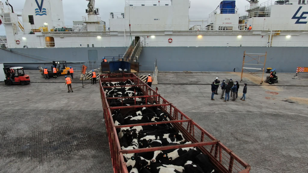 Uruguay: AgroSocio concretó el envío de 4.000 terneras y vaquillonas Holando a China