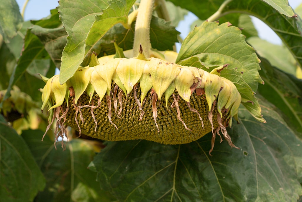 NK muestra su tecnología para girasol en el NEA