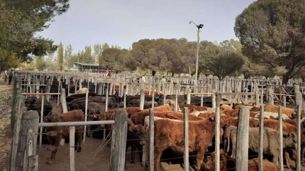 Ganadería: Mendoza se transformó en punto de comercialización de referencia en la región