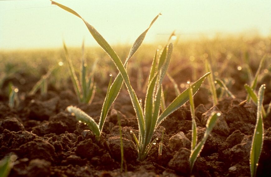Ucrania prevé una caída del área de siembra de trigo del 40 %