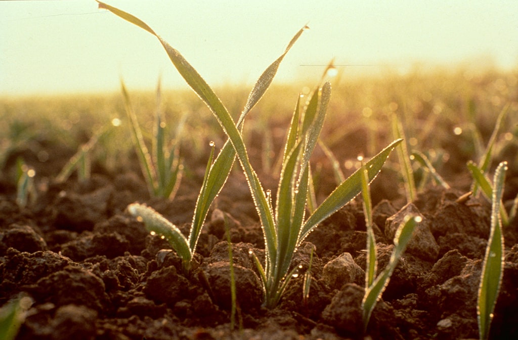 Ucrania prevé una caída del área de siembra de trigo del 40 %