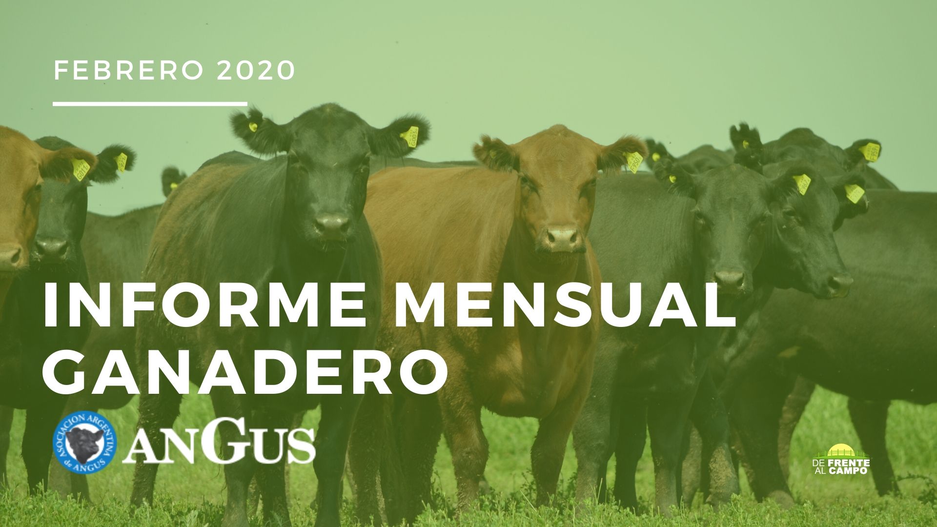 Informe evolución mensual de mercados ganaderos – Informe Angus – Febrero 2020
