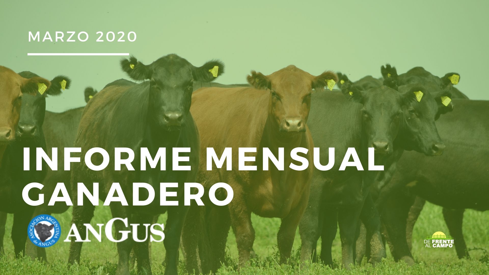 Informe evolución mensual de mercados ganaderos – Informe Angus Marzo 2020