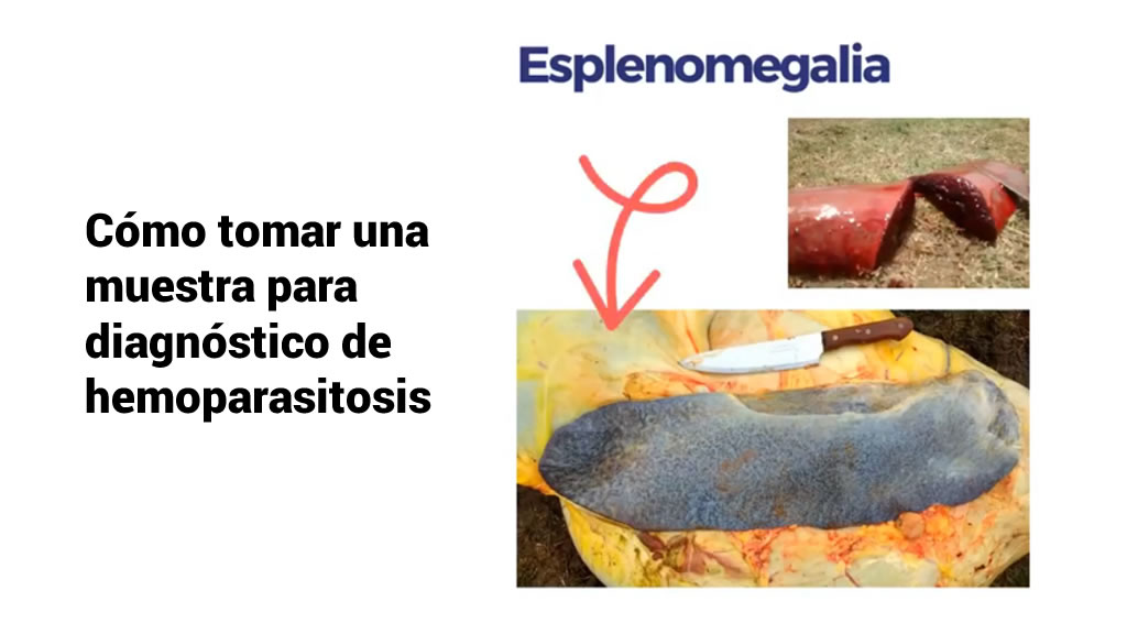 Cómo tomar una muestra para diagnóstico de hemoparasitosis