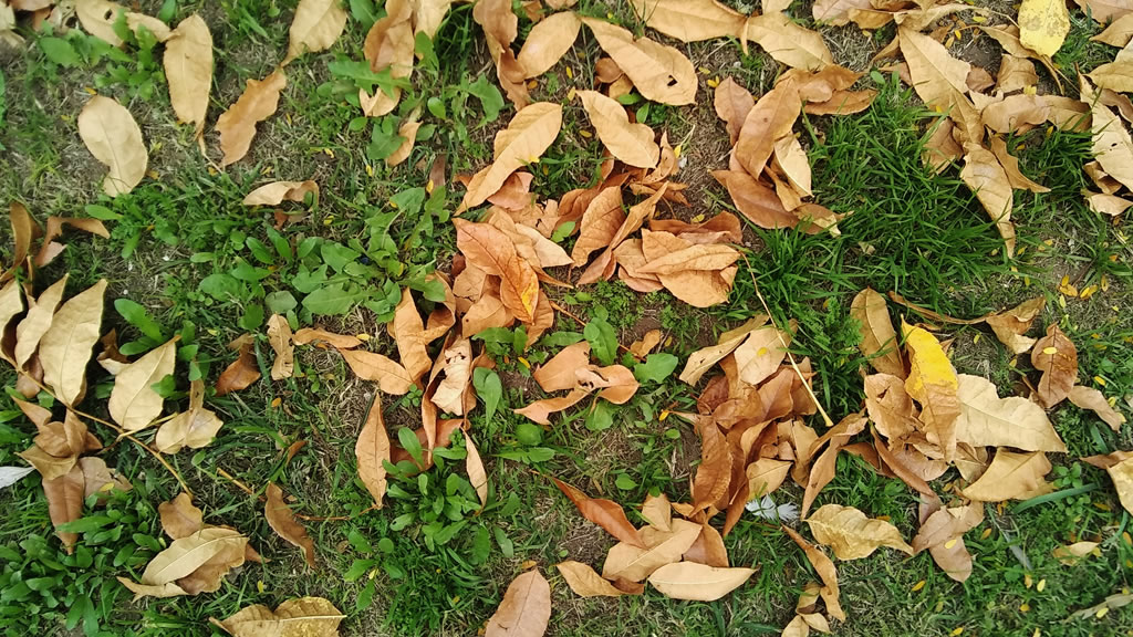 Oportunidades del Otoño: utilizar las hojas secas que caen para nuestra Huerta