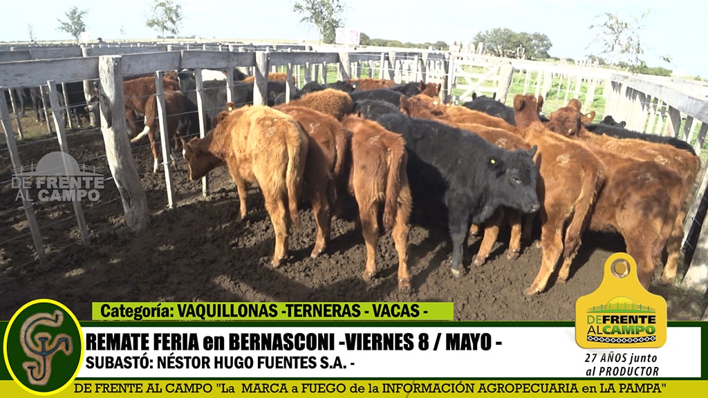 Bernasconi: Remate Feria de Néstor Hugo Fuentes S.A. – Viernes 8 / Mayo / 2020 -.