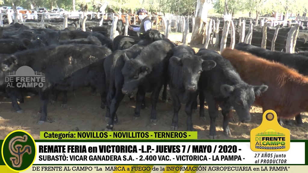 Victorica: Remate Feria de Vicar Ganadera S.A. – Jueves 7 / Mayo / 2020 -.