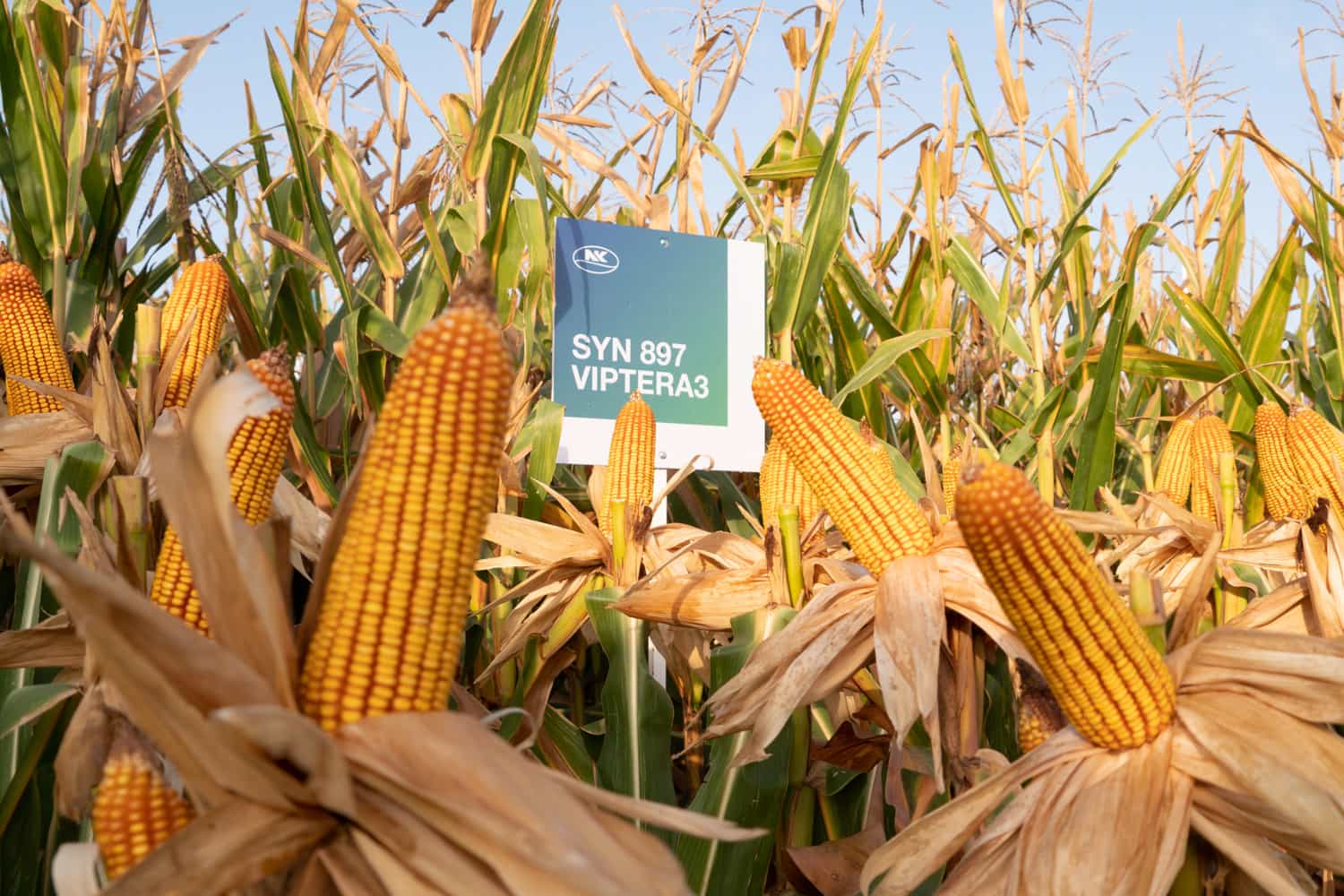 NK refuerza su campaña de maíz, con híbridos a la medida de cada región