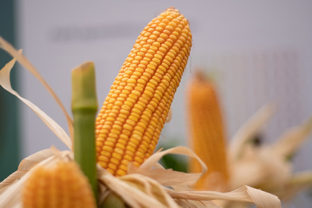 Habló Fernández sobre el cepo al maíz: “Pido que garanticen al argentino lo que consume»