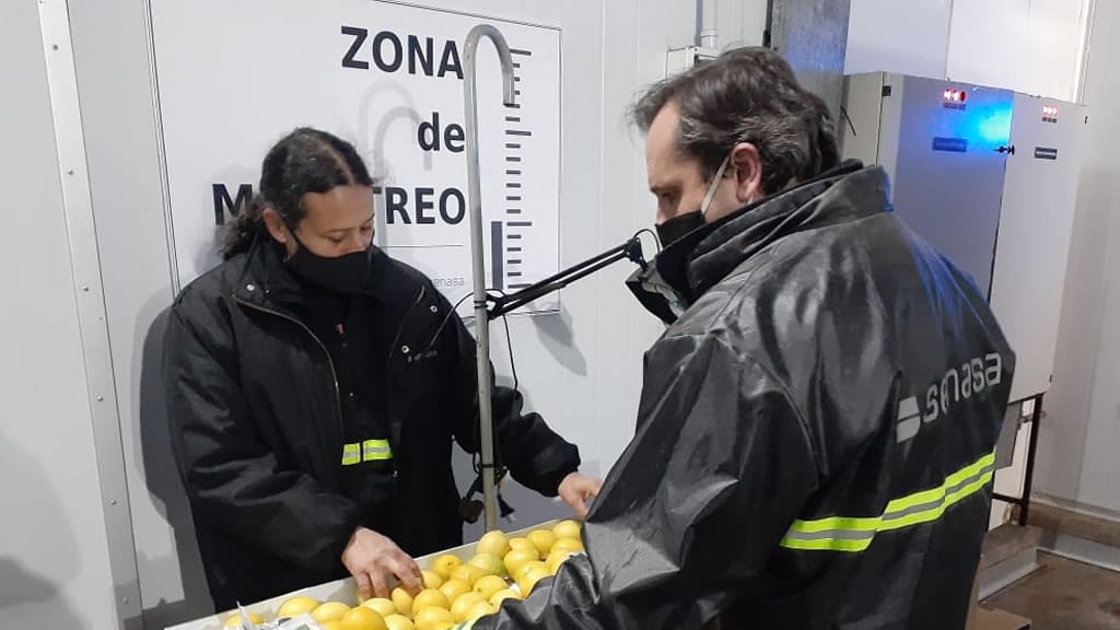 Por primera vez en la historia Argentina exporta limones a China